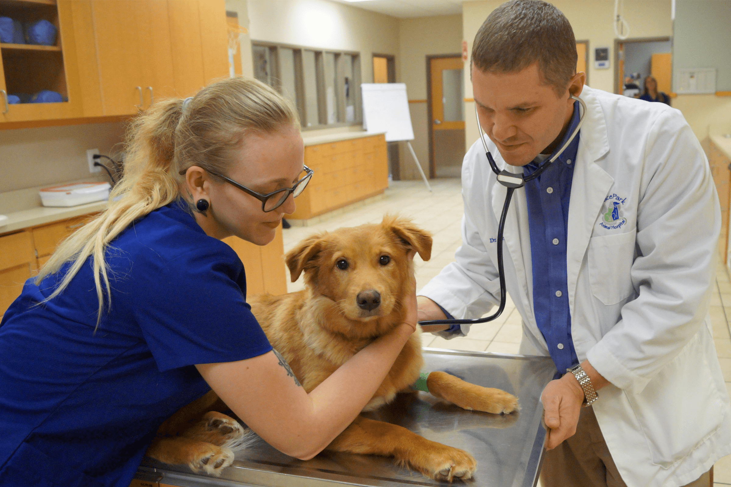 Grace Park Animal Hospital | Veterinary Hospital | Cary, NC - 919.462.1212