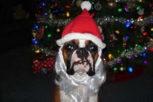 Holiday Safety For Pets