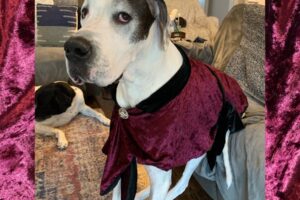 Lupin’s Life – National Dress Up Your Pet Day