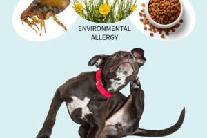 Dog Itching with images of a flea, flowers, and dog food above the dog