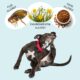 Allergies in Pets