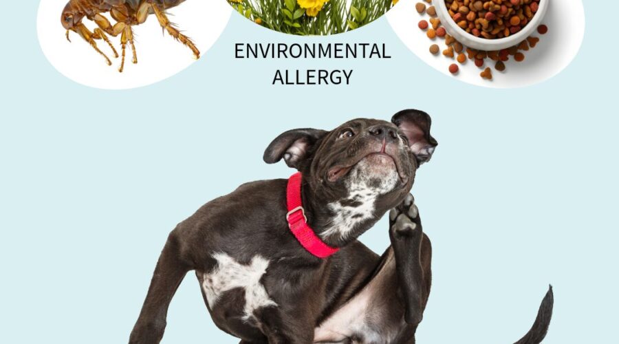Dog Itching with images of a flea, flowers, and dog food above the dog