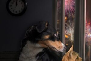 Dog and cat looking out a window at fireworks.