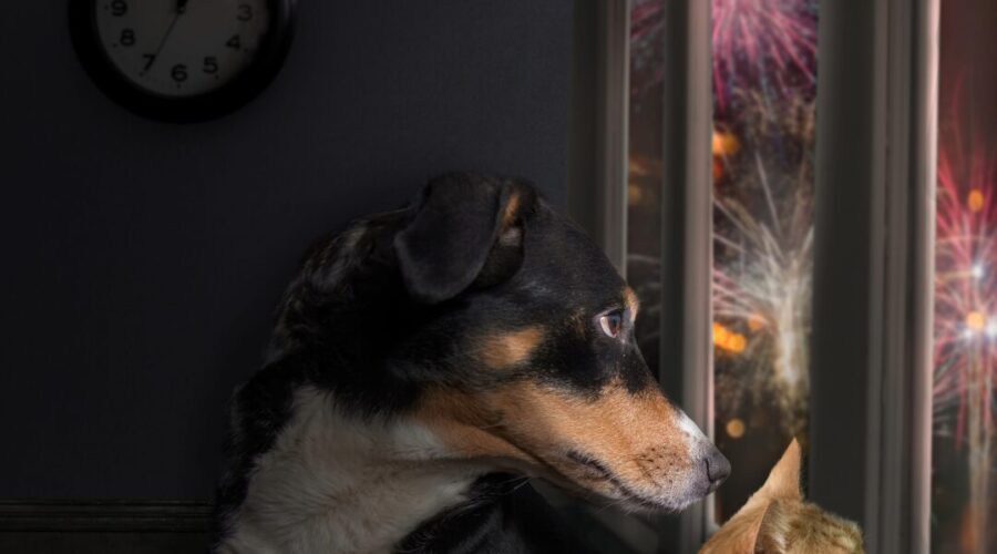 Dog and cat looking out a window at fireworks.